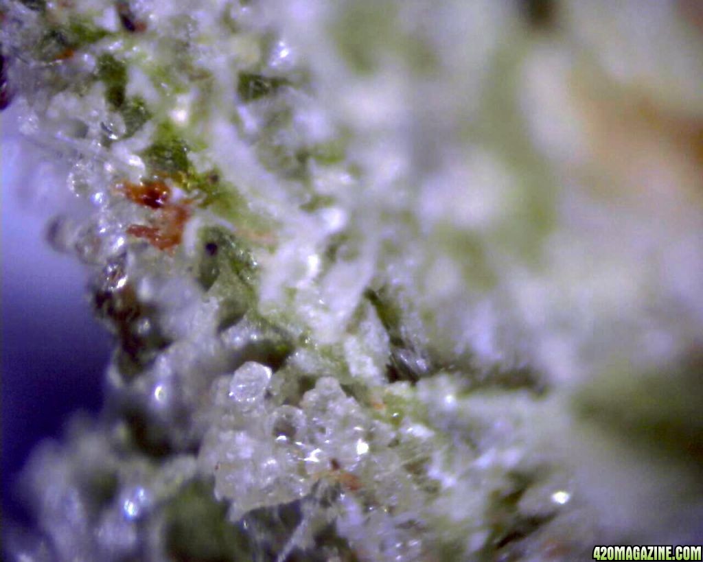 lowryder trichs