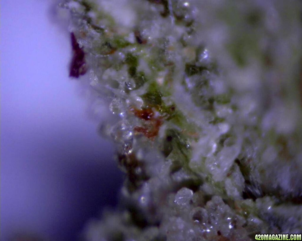 lowryder trichs