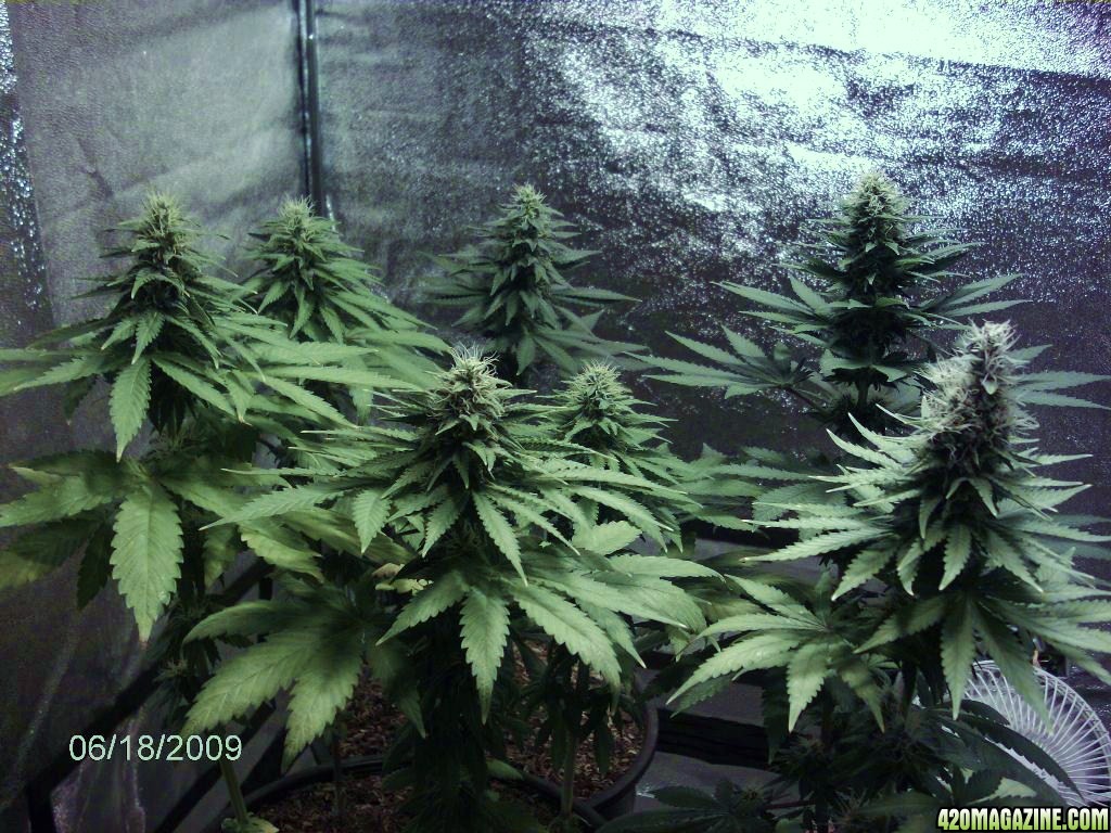 lowryder week 10