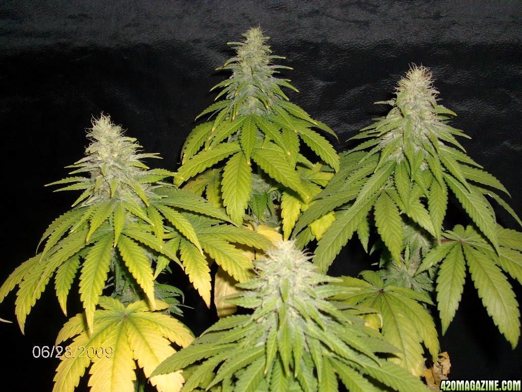 lowryder week 11