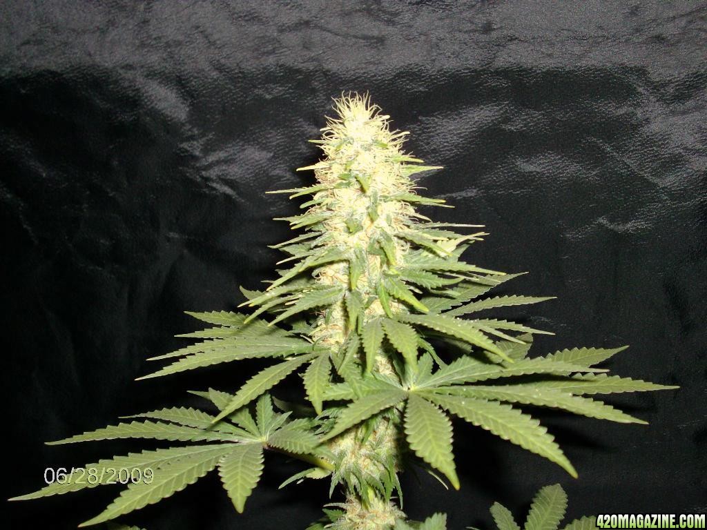 lowryder week 11