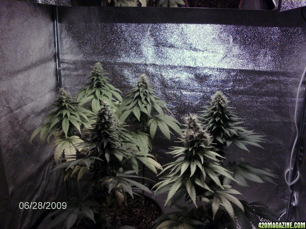 lowryder week 11