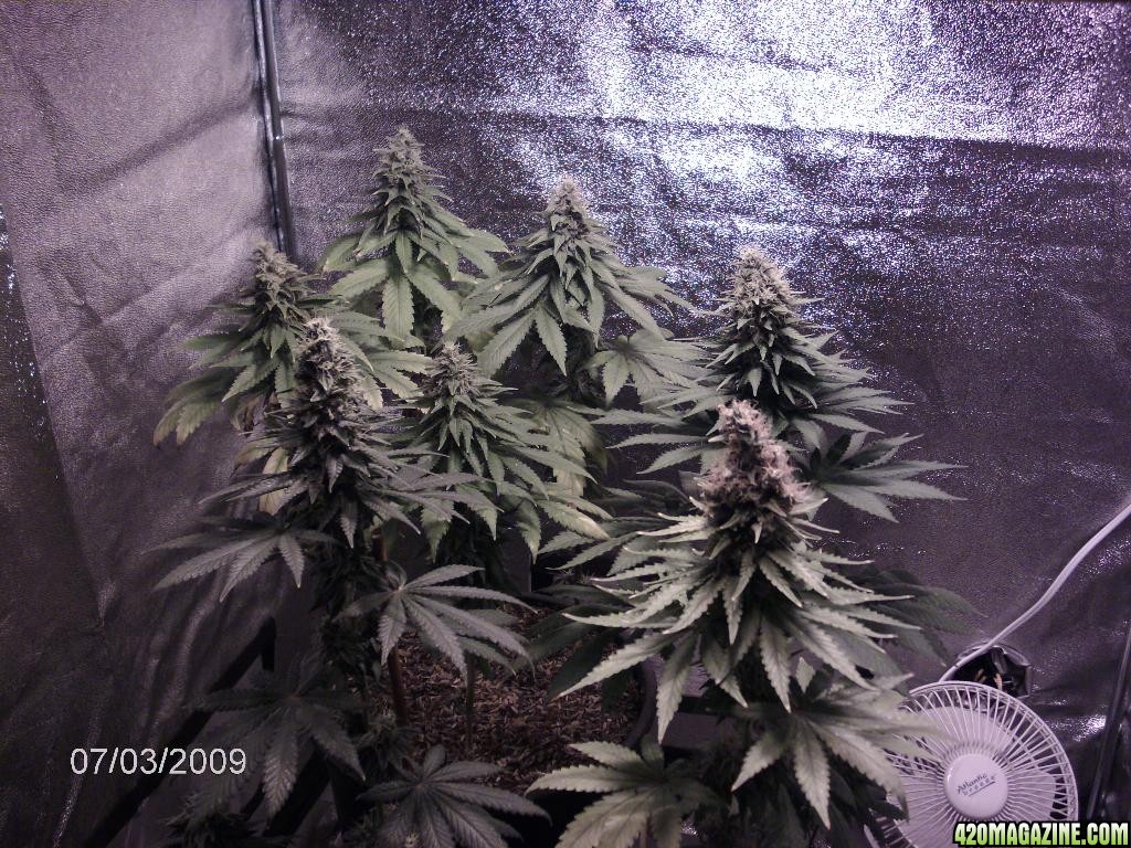 lowryder week 12