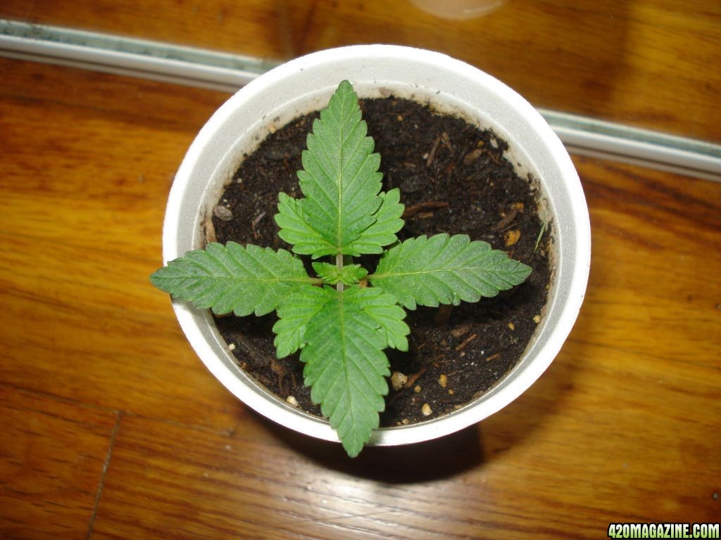 lowryder x bubba kush seedling