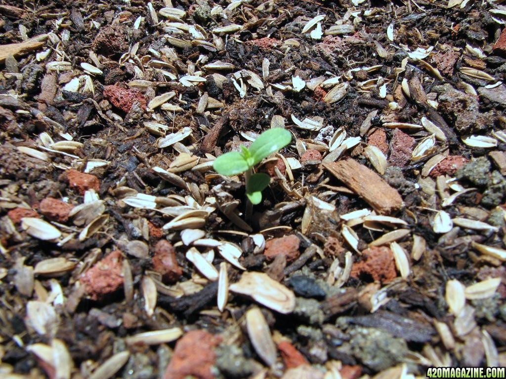 LR mini greenhouse