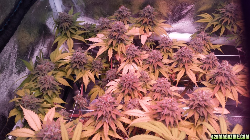 ls1 55 days in flower