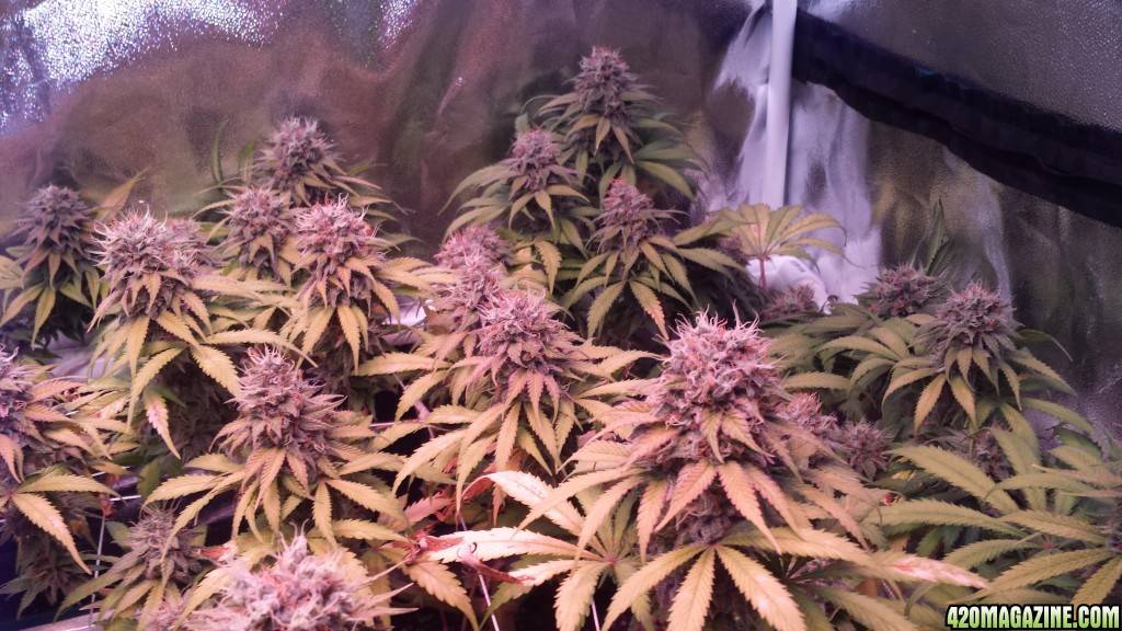 ls2  55 days in flower