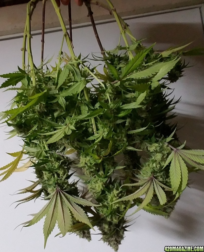 LSD 2 Harvest