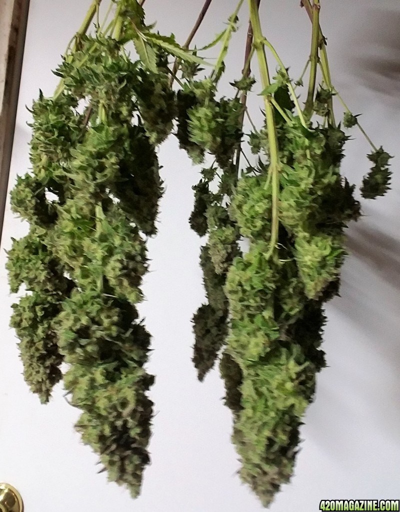 LSD 2 Harvest