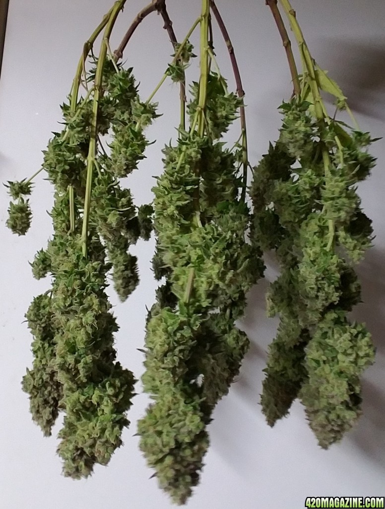 LSD 2 Harvest