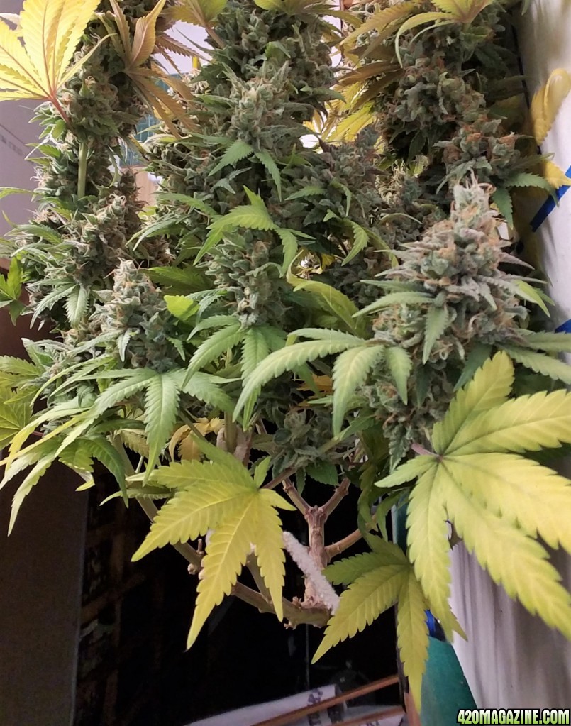 LSD 2 Harvest