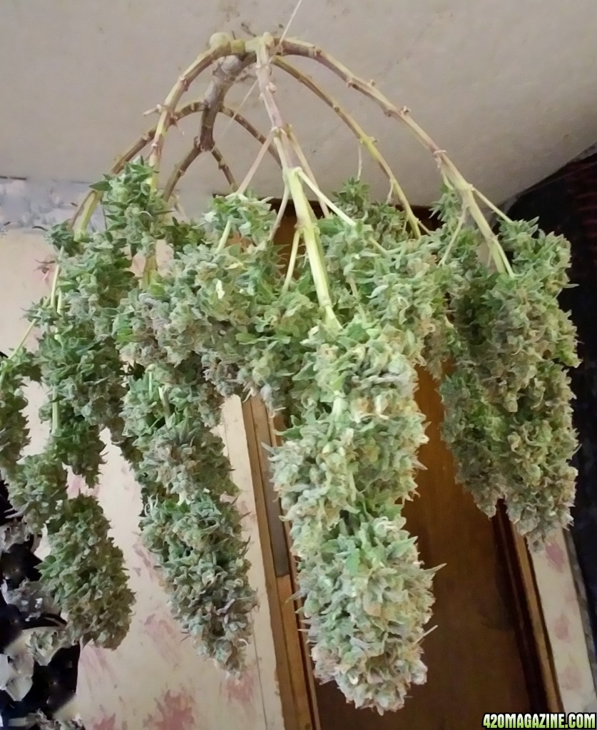 LSD 2 Harvest