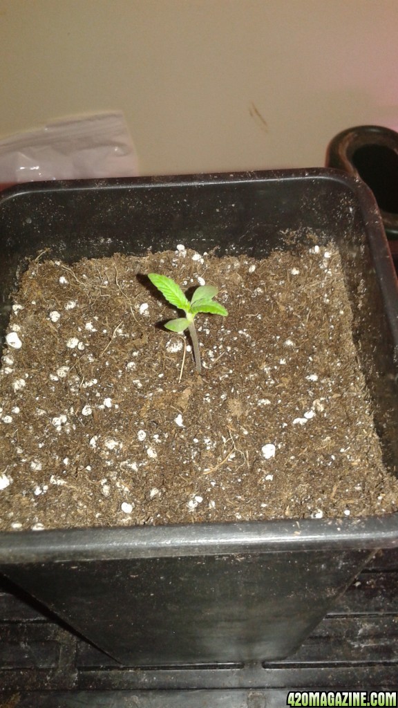 lsd 25 auto