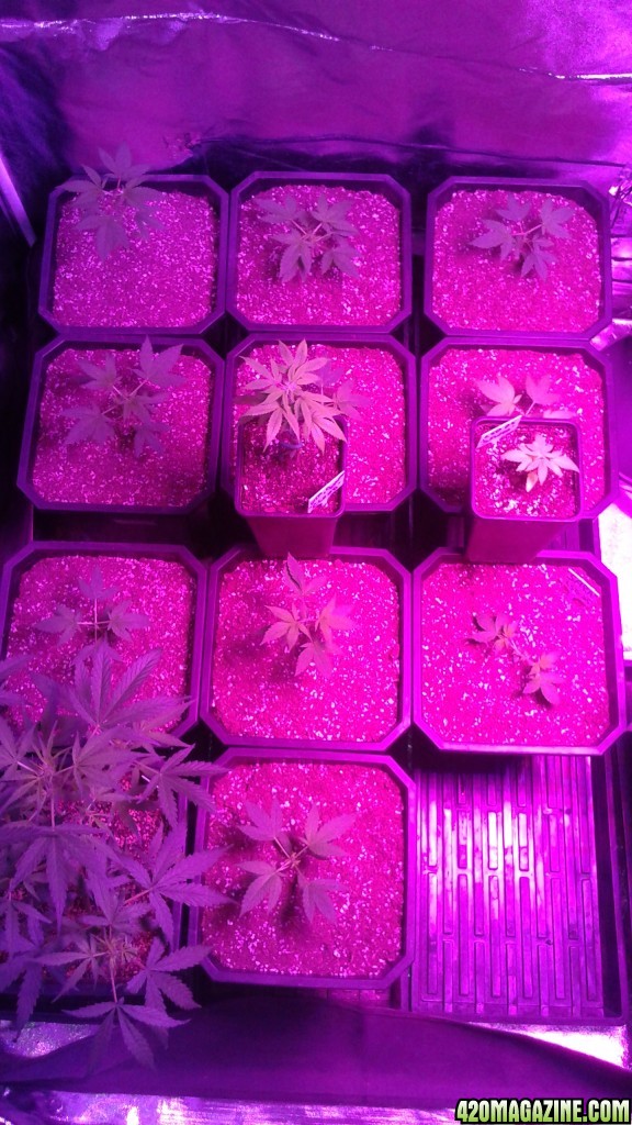 lsd 25 auto