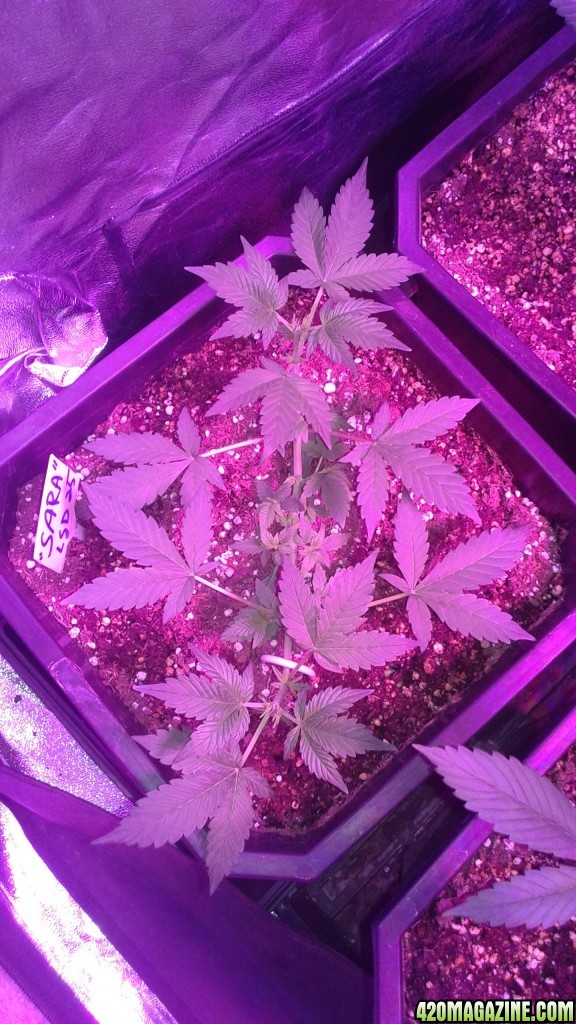 lsd 25 auto