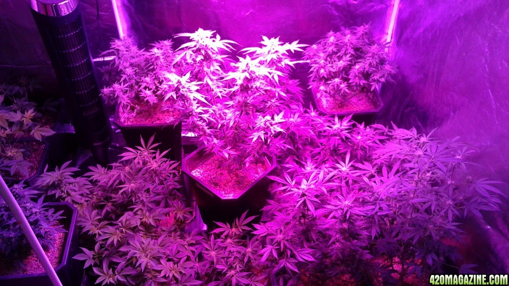 lsd 25 auto