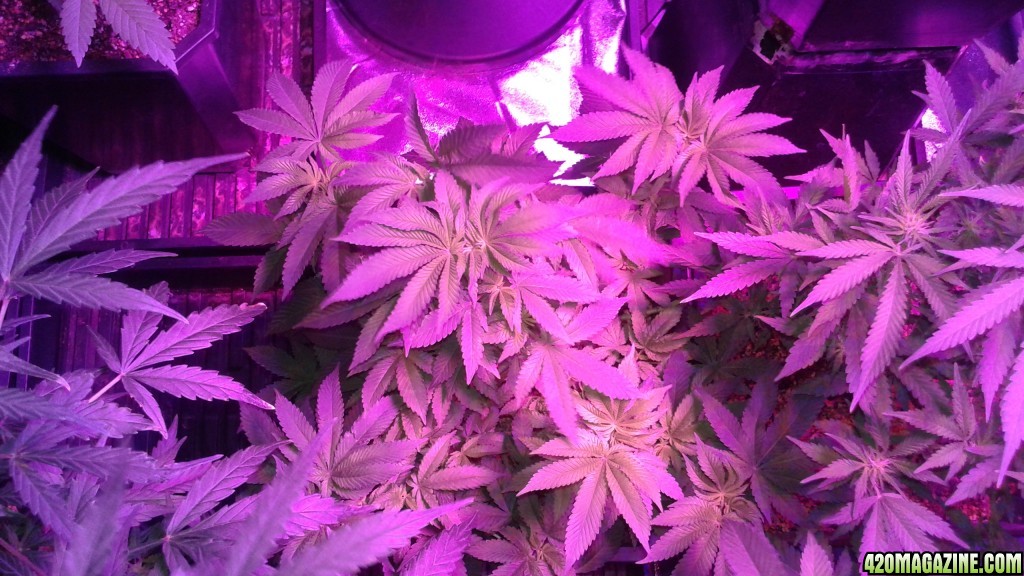 lsd 25 auto