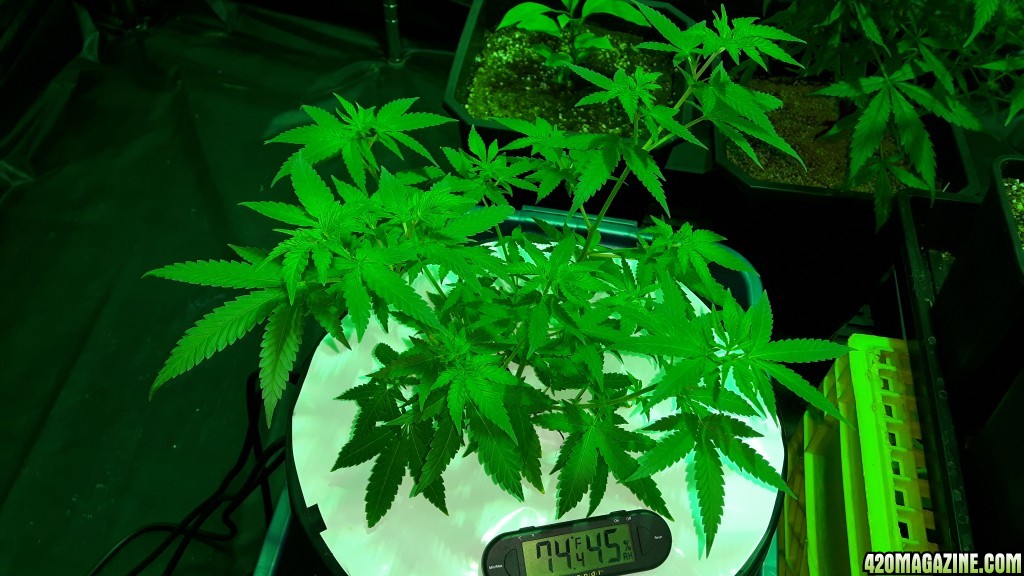 lsd 25 auto