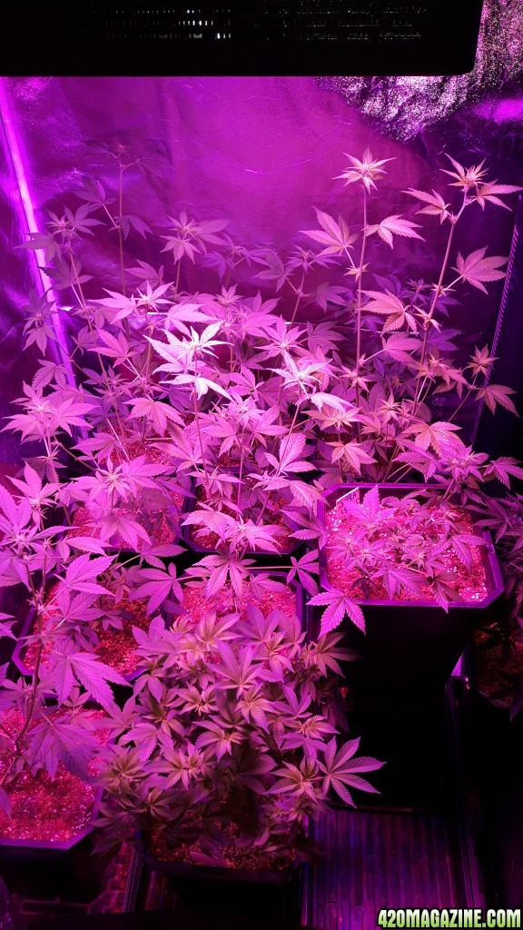 lsd 25 auto