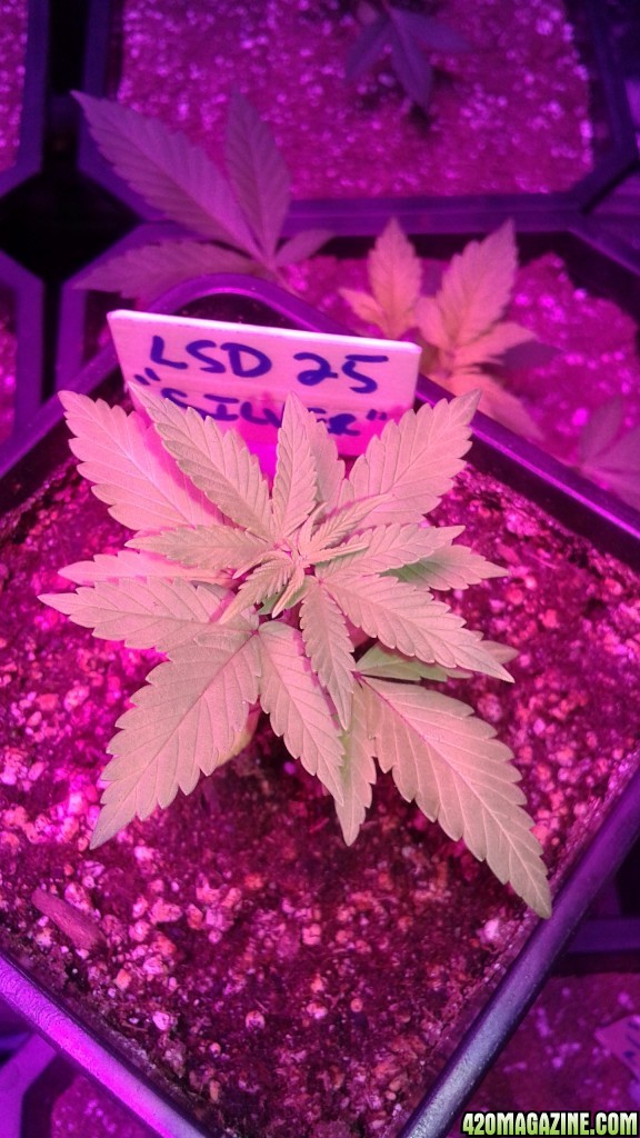 lsd 25