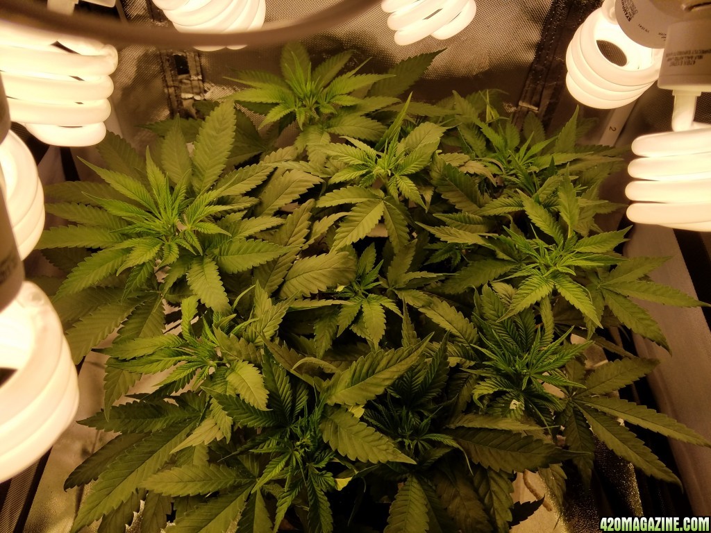 LSD &amp; Heavyweight Fruit Punch  36 DAYS FROM SEED