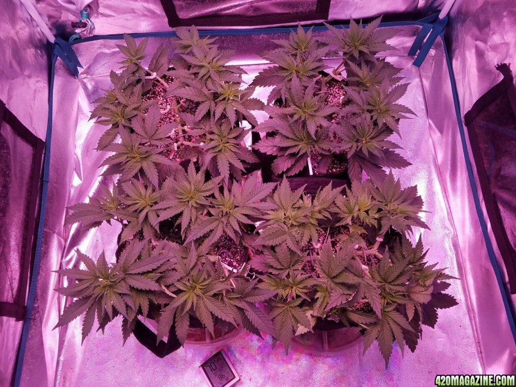 LSD &amp; Heavyweight Fruit Punch  36 DAYS FROM SEED