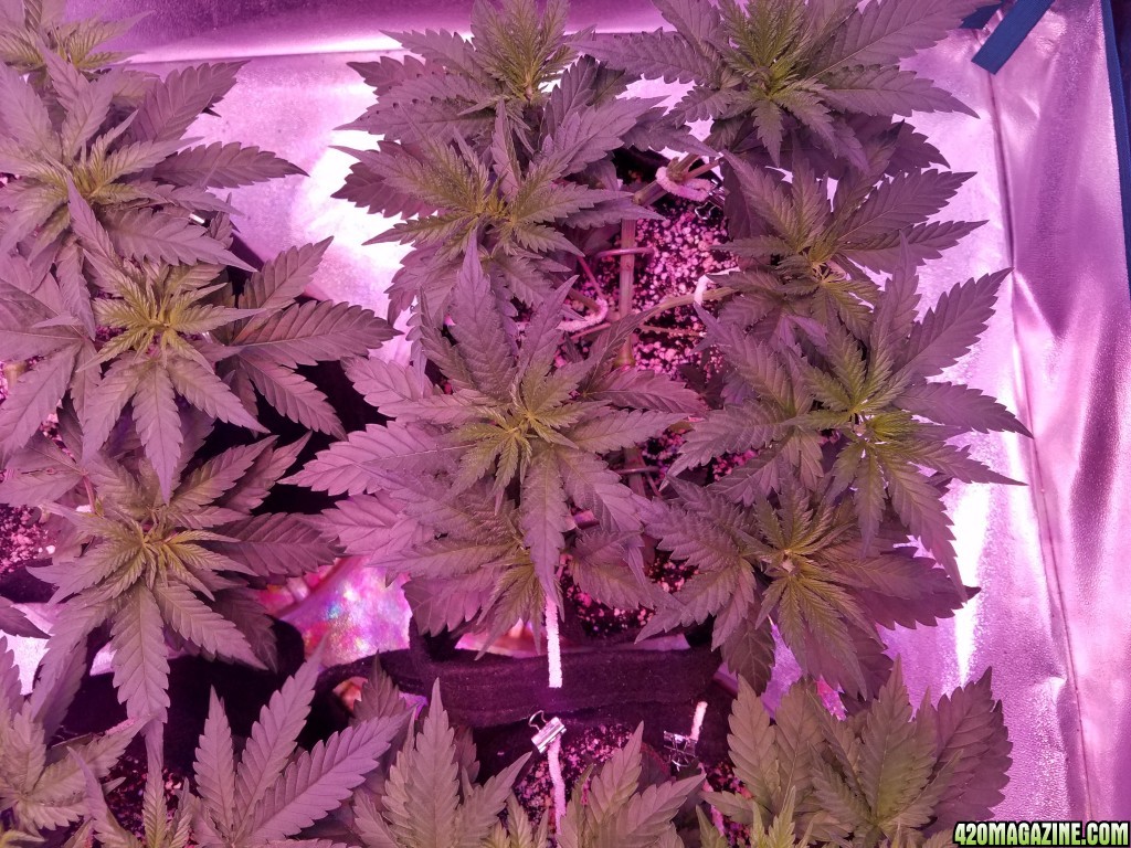 LSD &amp; Heavyweight Fruit Punch  36 DAYS FROM SEED