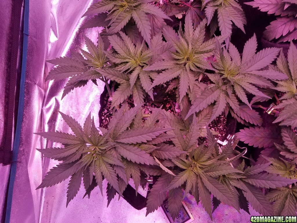 LSD &amp; Heavyweight Fruit Punch  36 DAYS FROM SEED