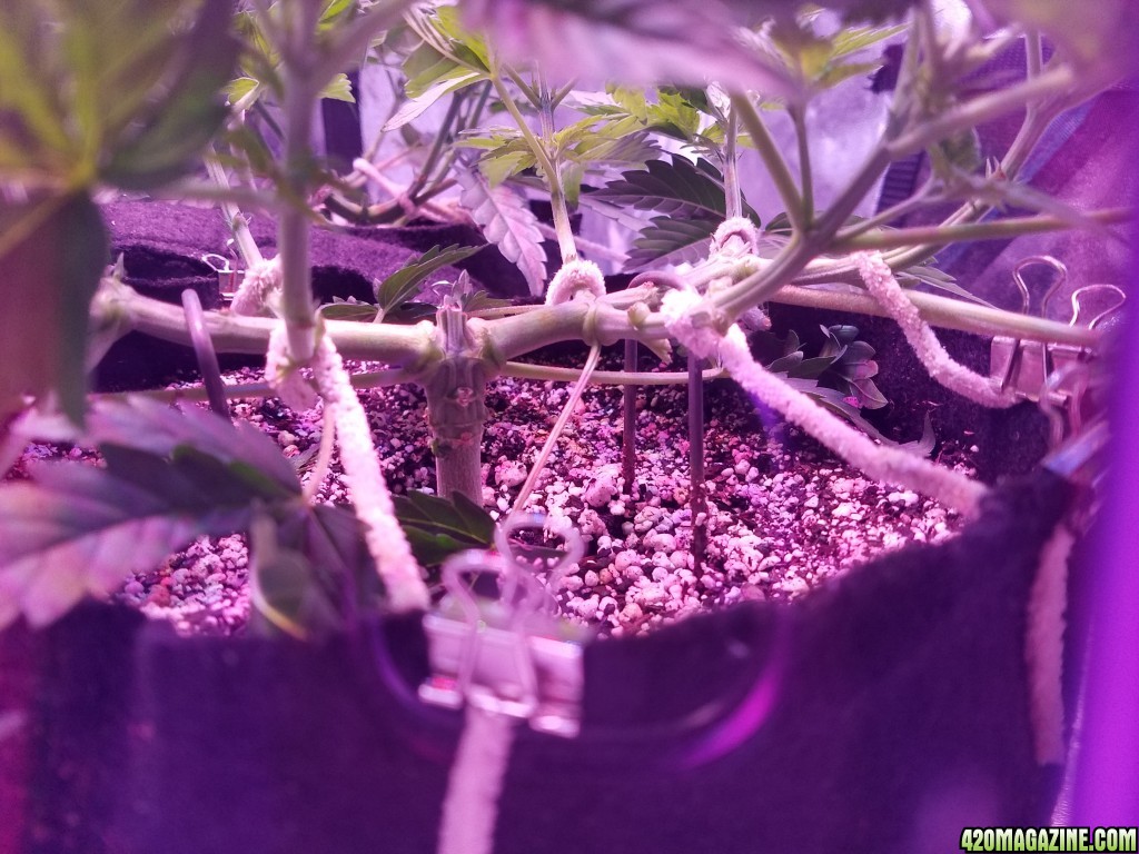 LSD &amp; Heavyweight Fruit Punch  36 DAYS FROM SEED