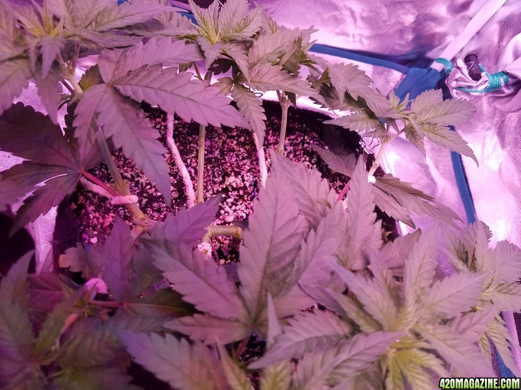 LSD &amp; Heavyweight Fruit Punch  36 DAYS FROM SEED