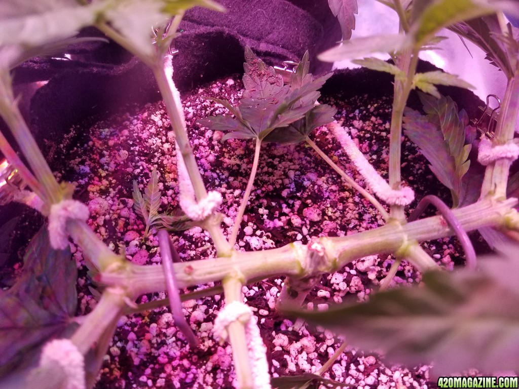 LSD &amp; Heavyweight Fruit Punch  36 DAYS FROM SEED