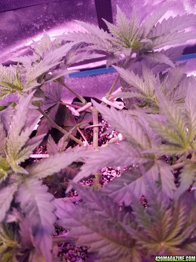 LSD &amp; Heavyweight Fruit Punch  36 DAYS FROM SEED