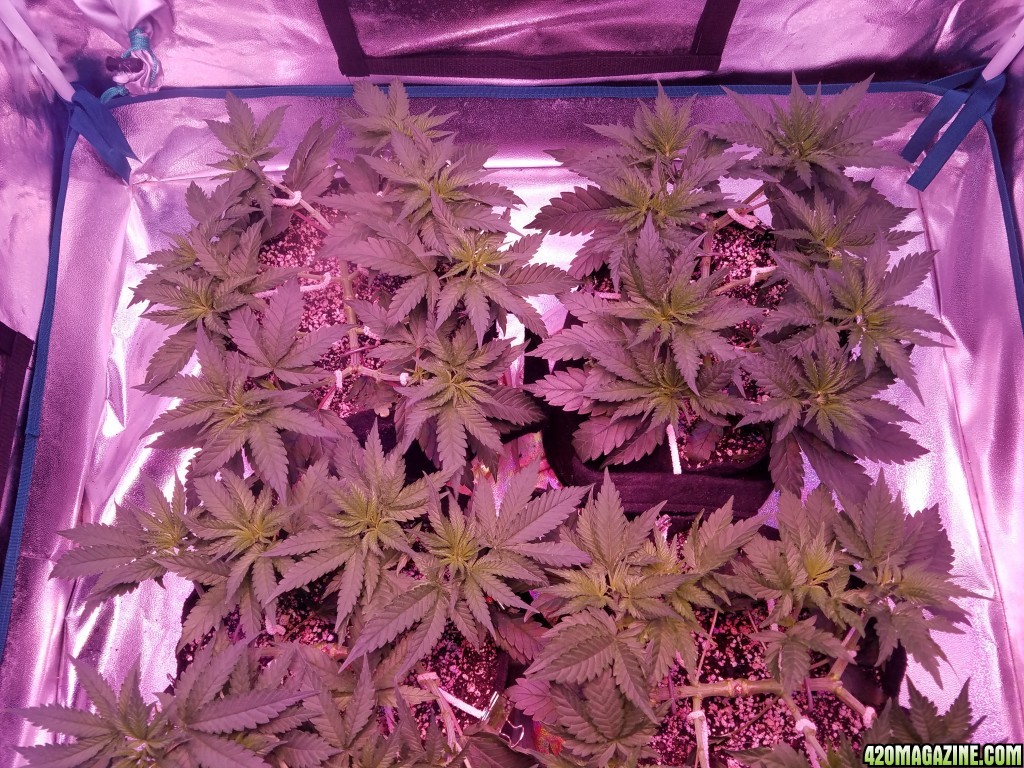 LSD &amp; Heavyweight Fruit Punch  36 DAYS FROM SEED