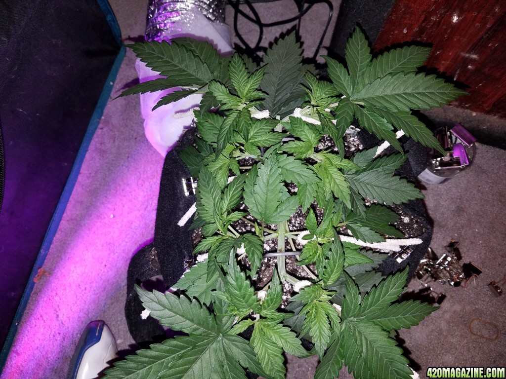 LSD &amp; Heavyweight Fruit Punch Day 29