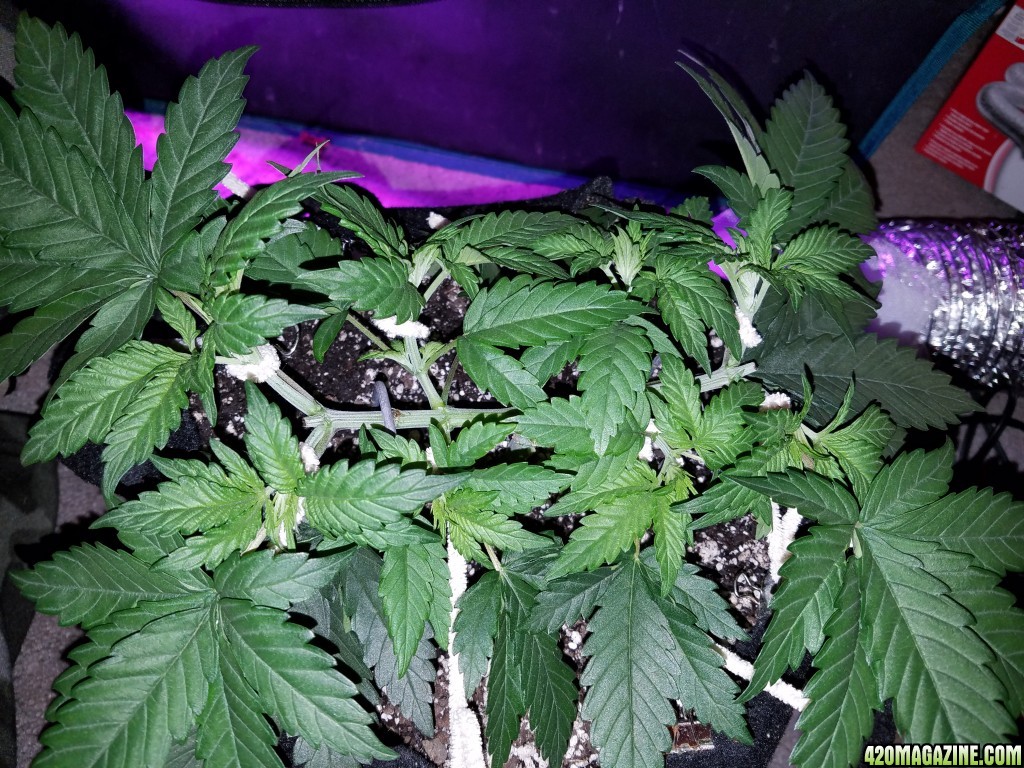 LSD &amp; Heavyweight Fruit Punch Day 29