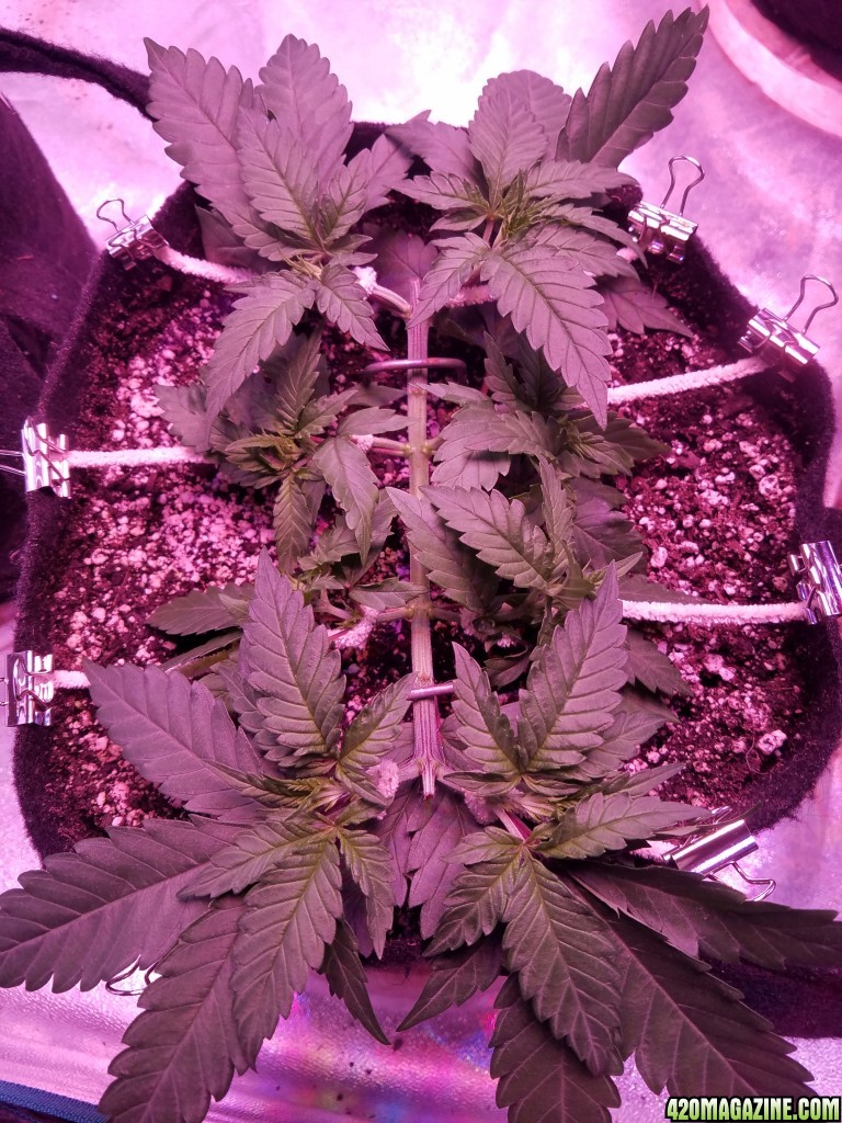 LSD &amp; Heavyweight Fruit Punch Day 29