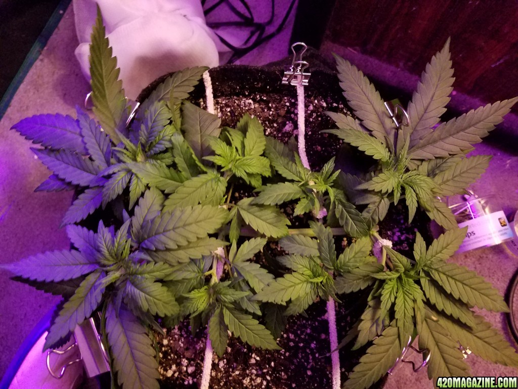 LSD &amp; Heavyweight Fruit Punch Day 29