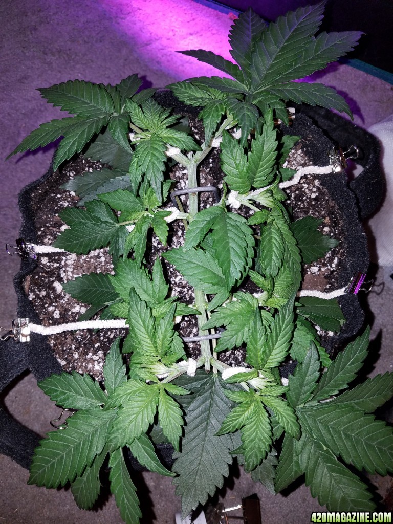 LSD &amp; Heavyweight Fruit Punch Day 29