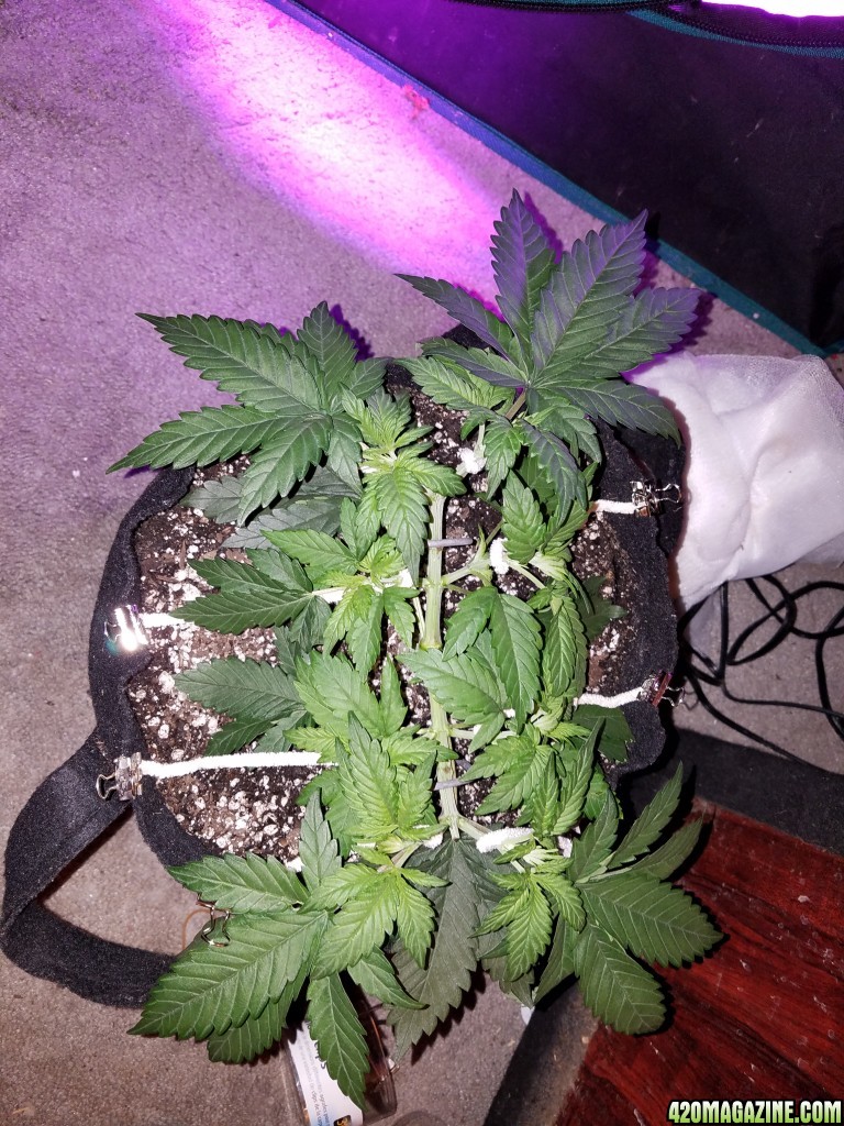 LSD &amp; Heavyweight Fruit Punch Day 29