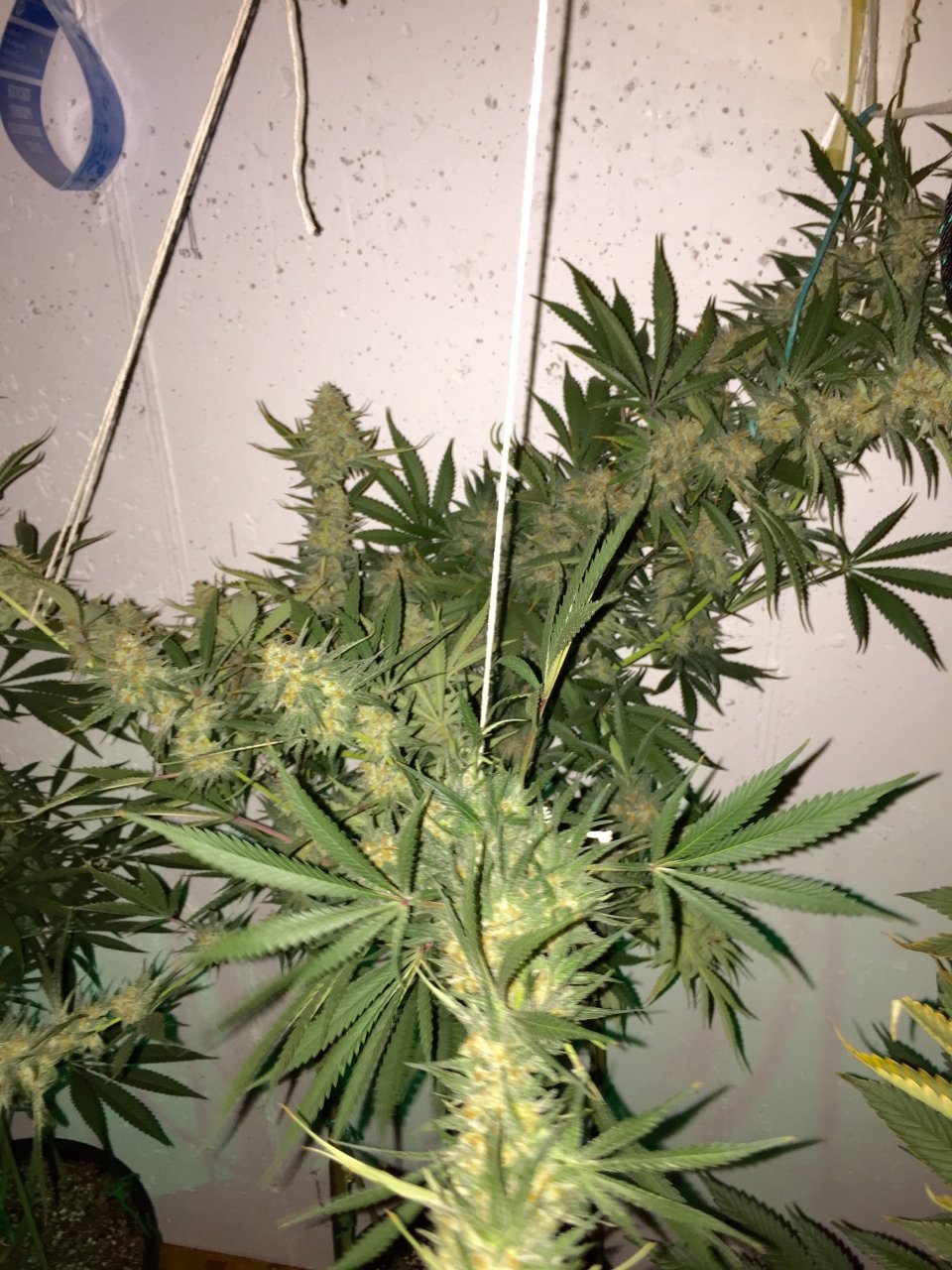 LSD (circa 1963 ) day 54 of 11/13 - diff. pheno?