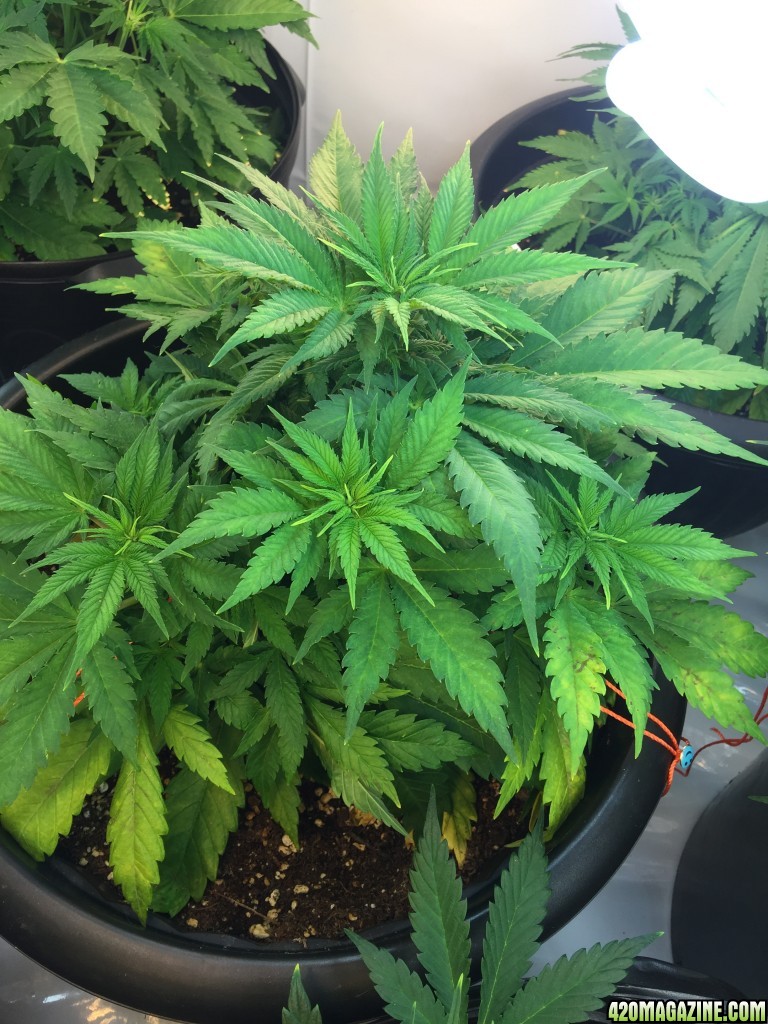 LSD plant ~ 7 - 8 weeks old