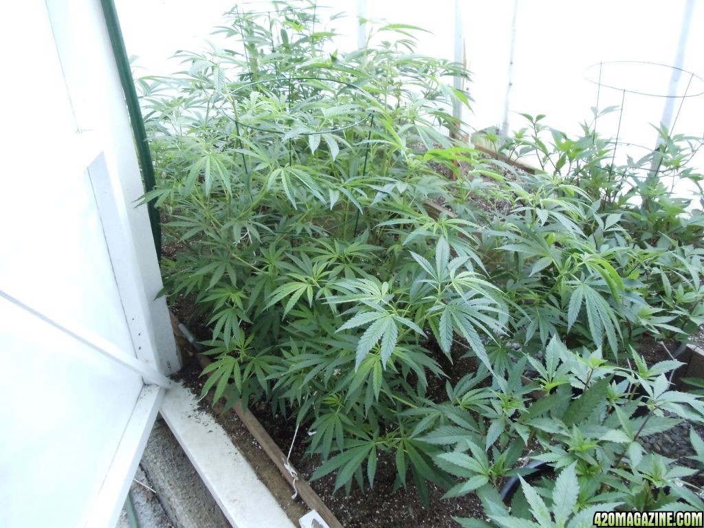 LST 2012 greenhouse grow