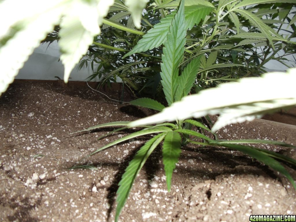 LST 2012 greenhouse grow