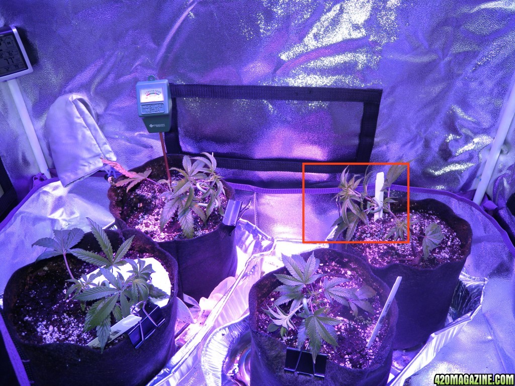 LST and Foliar Feed