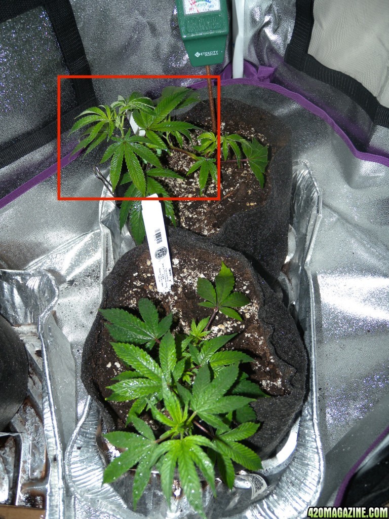 LST and Foliar Feed