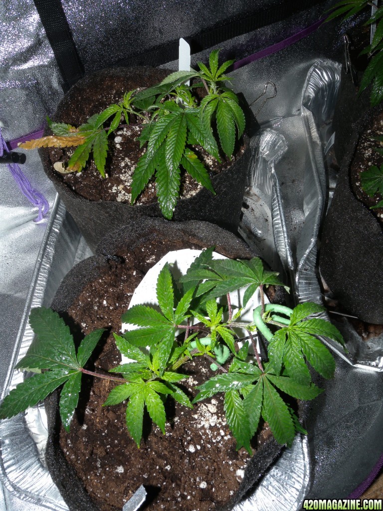 LST and Foliar Feed