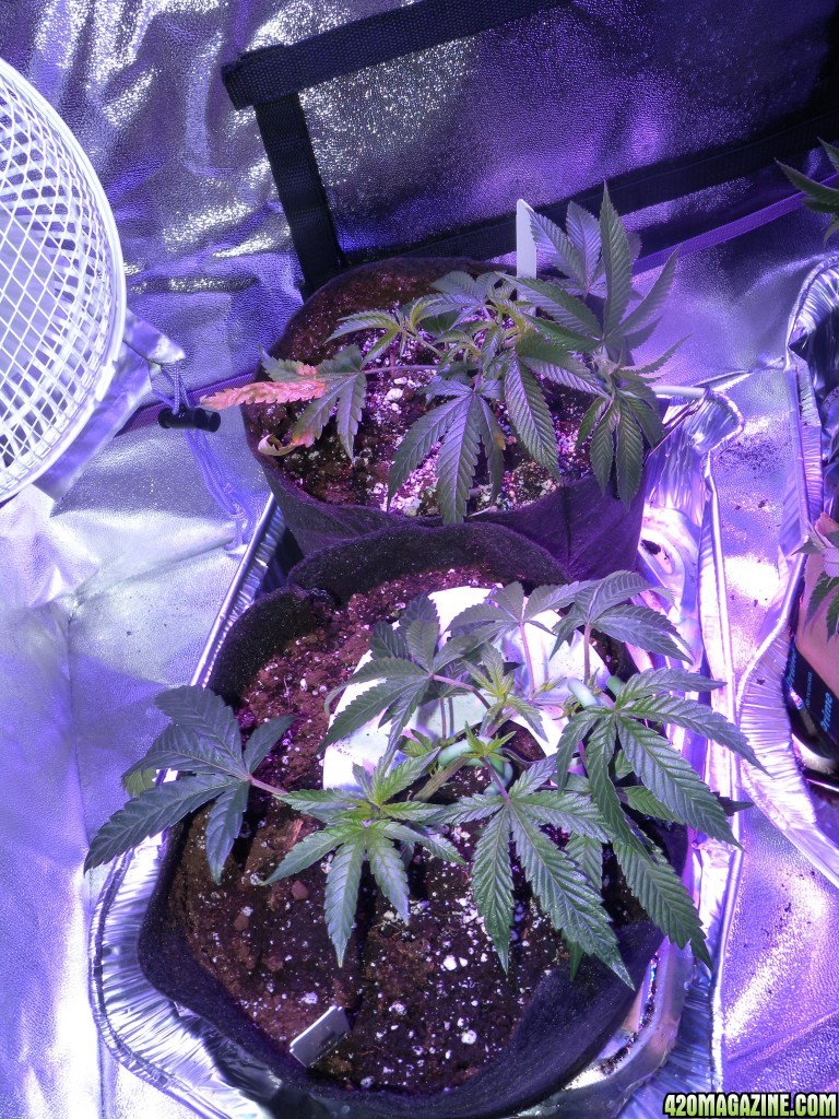 LST and Foliar Feed