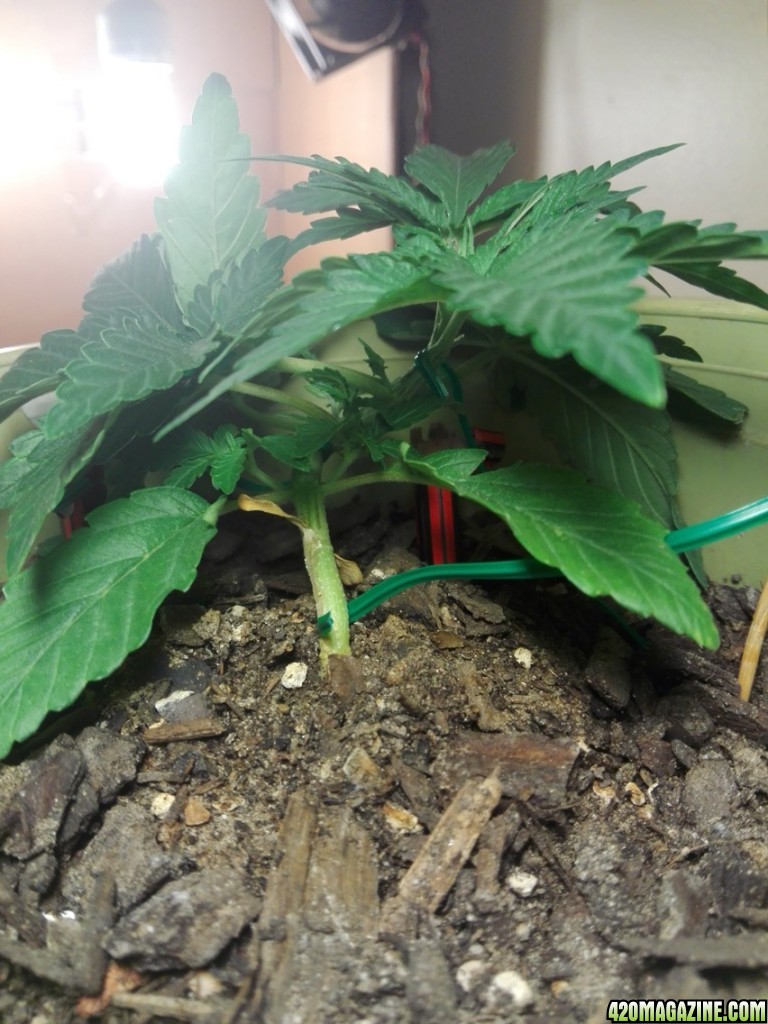 LST beginner