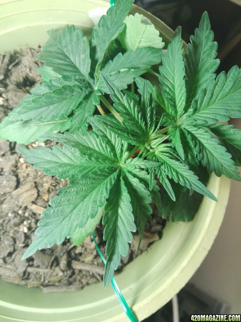 LST beginner