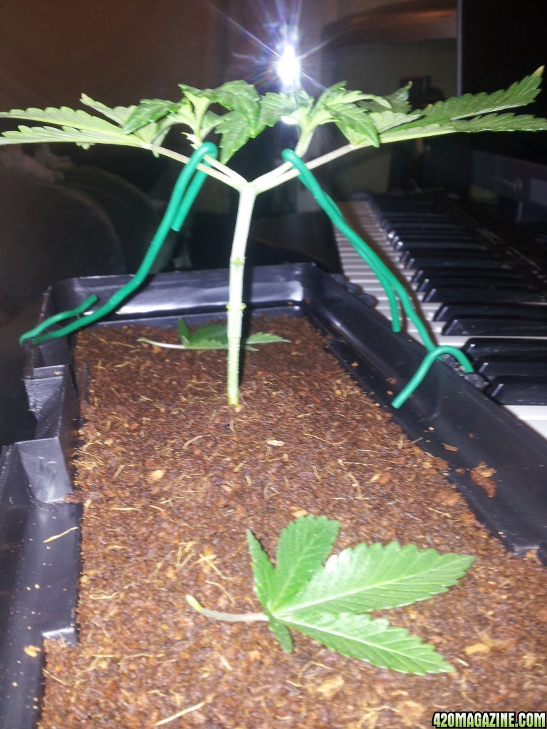 LST Cheese on bad node